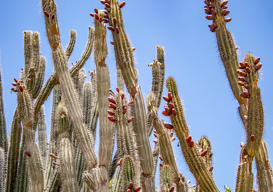Kadushi op Bonaire met roodbruine vruchten tegen een blauwe lucht
